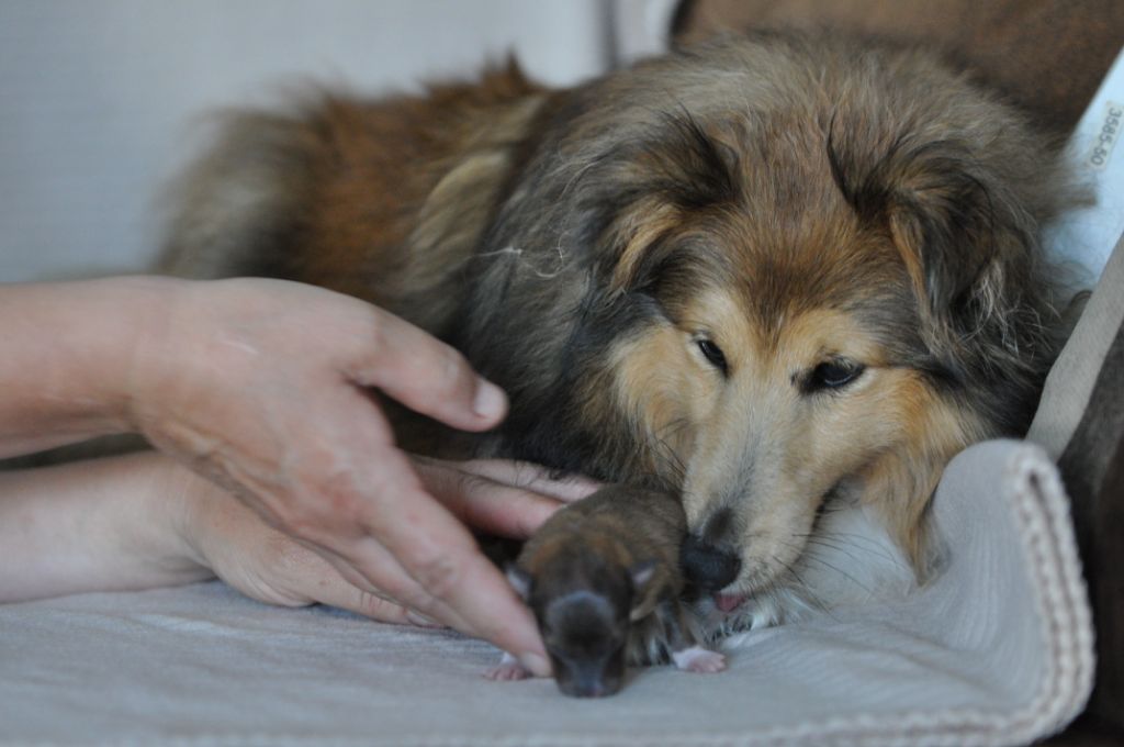 des rives de l'Andlau - Shetland Sheepdog - Portée née le 24/06/2019