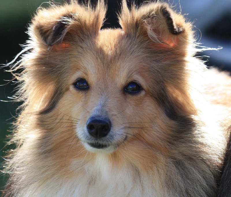 des rives de l'Andlau Aktyss